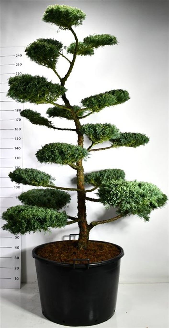 Hybrid-en – Juniperus media &