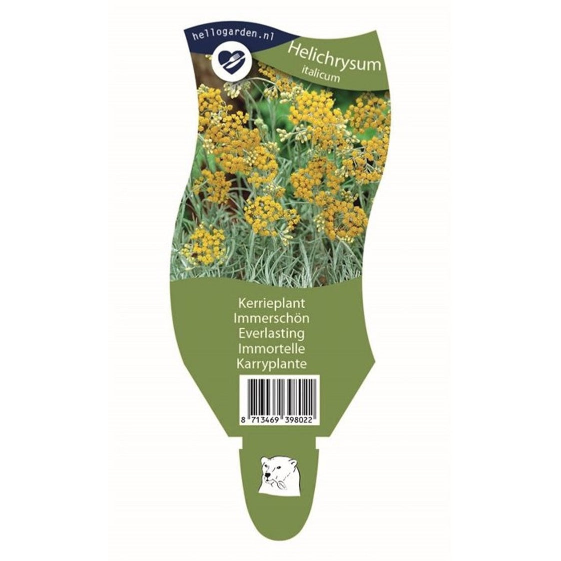 Curryört – Helichrysum italicum - P11