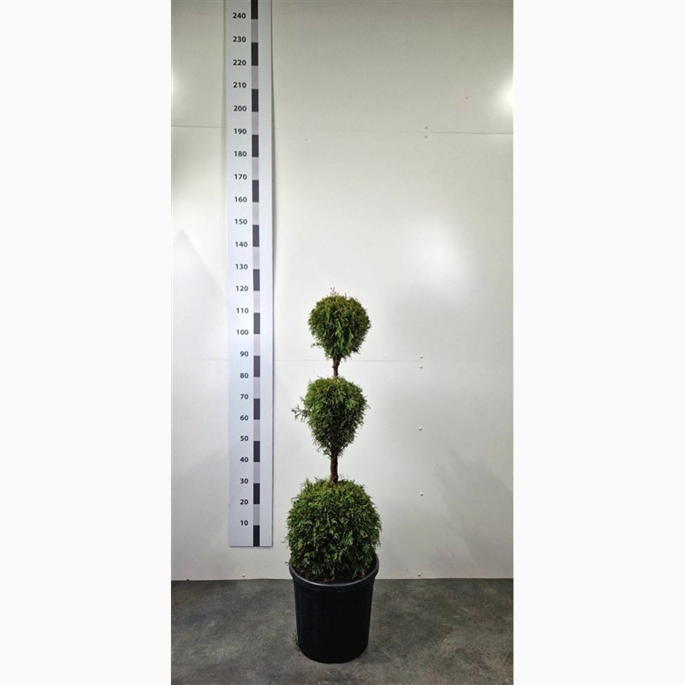 Thuja – Thuja occidentalis 'Smaragd' - 100-120 CM TRIOBOL Cont.