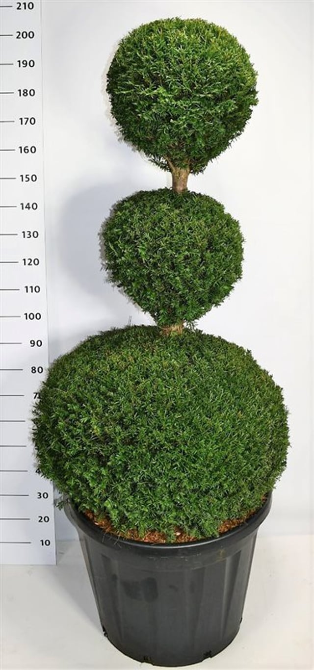 Idegran – Taxus baccata - C130 140-160 cm. Triobol