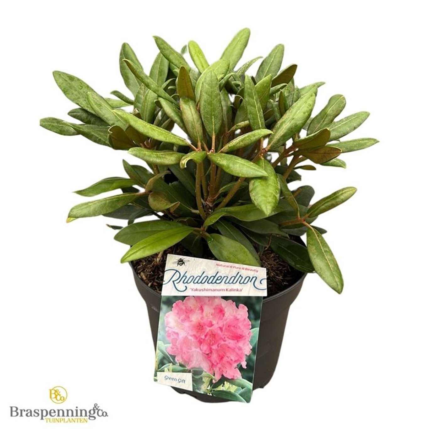 Rhododendron – Rhododendron (Y); 'Kalinka' - C5 30/+ CM