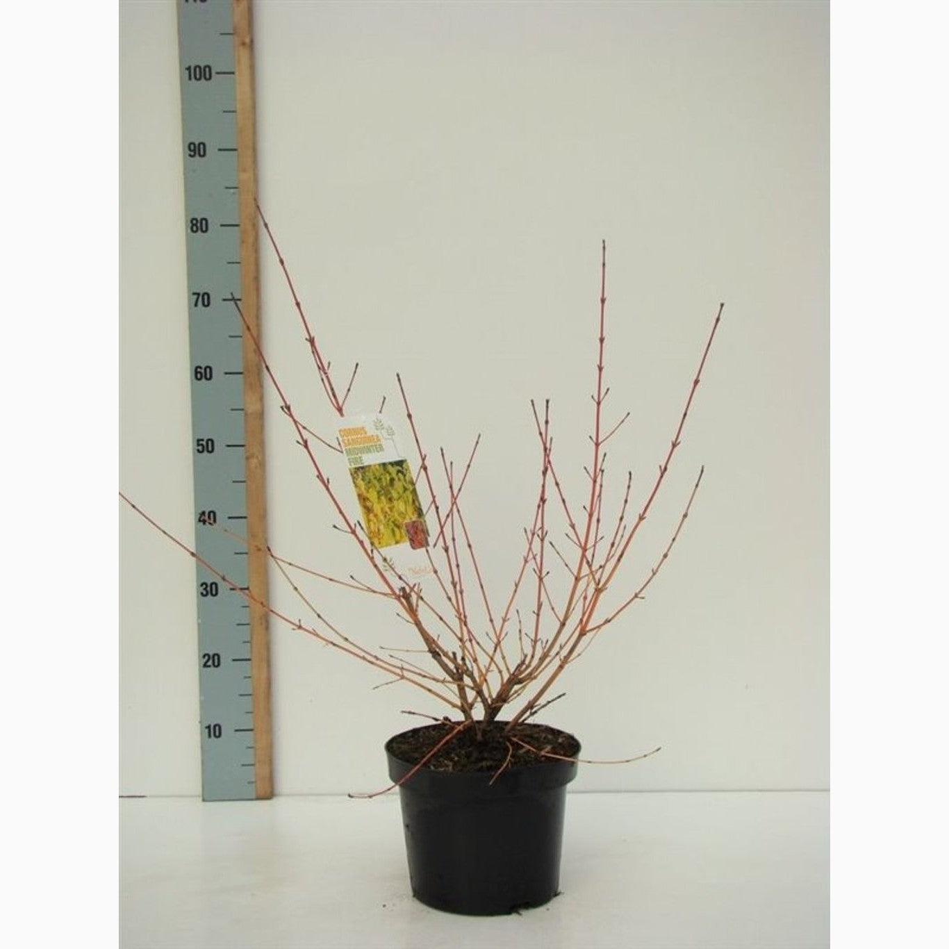 Kornell – Cornus sanguinea 'Midwinter Fire' - C4,6 40-50 CM