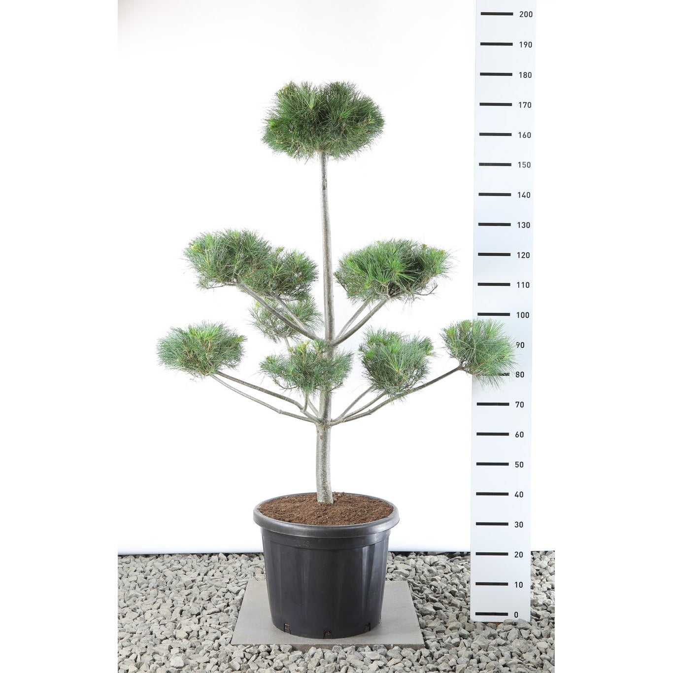 Weymouthtall – Pinus strobus - 125-150 CM Multiplateau EXTRA in Cont.