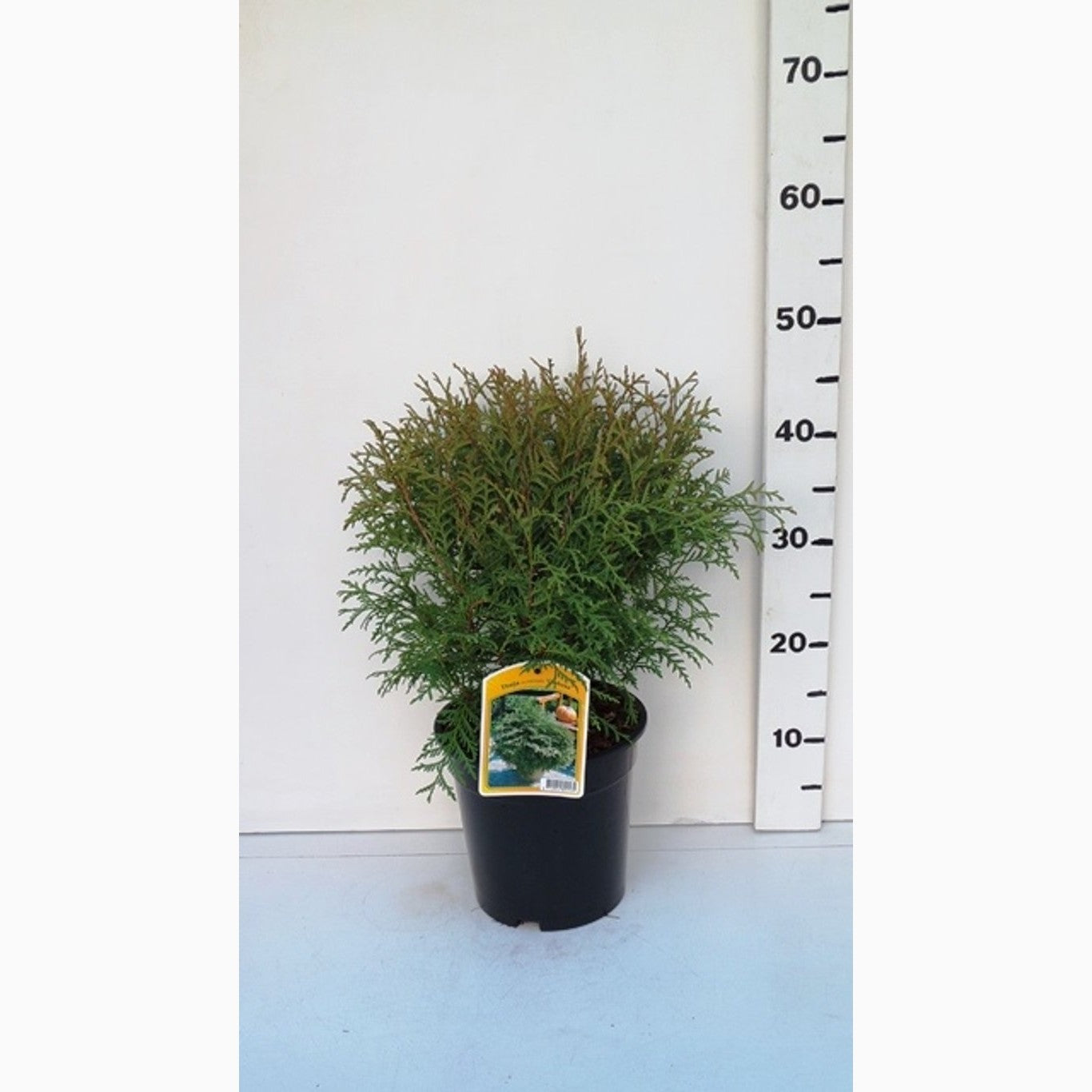 Thuja – Thuja occidentalis 'Globosa' - C3 25-30 CM