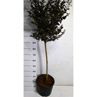 Kreppmyrten – Lagerstroemia indica 'Coconut Sorbet' - C15 80 cm. Stam