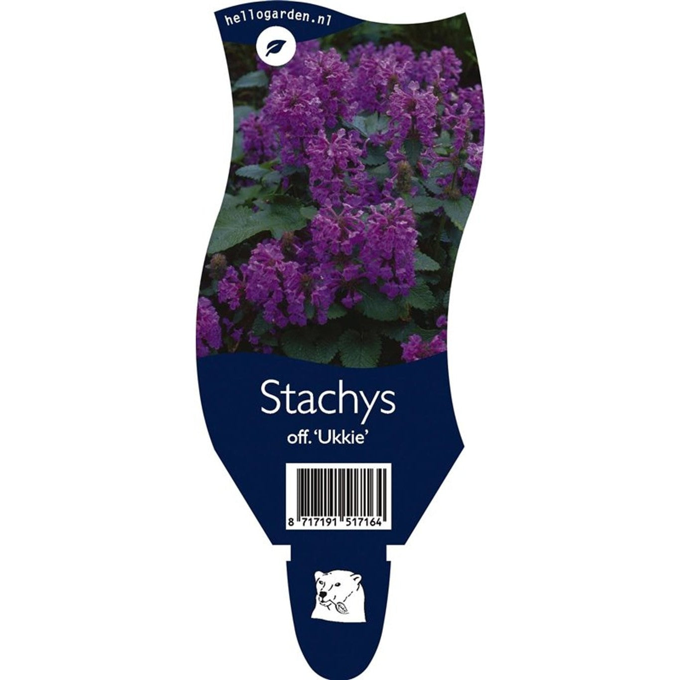 Jättevädd – Betonica officinalis 'Ukkie' - P11