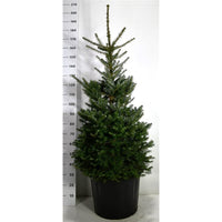 Koreagran – Abies koreana - C65 125-150 cm.
