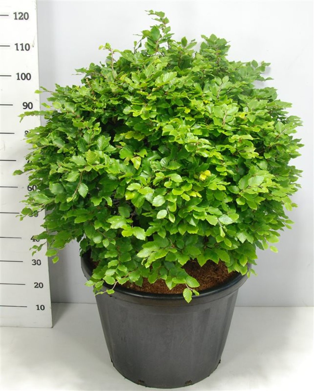 Bok – Fagus sylvatica - C80 80-90 cm. Bol