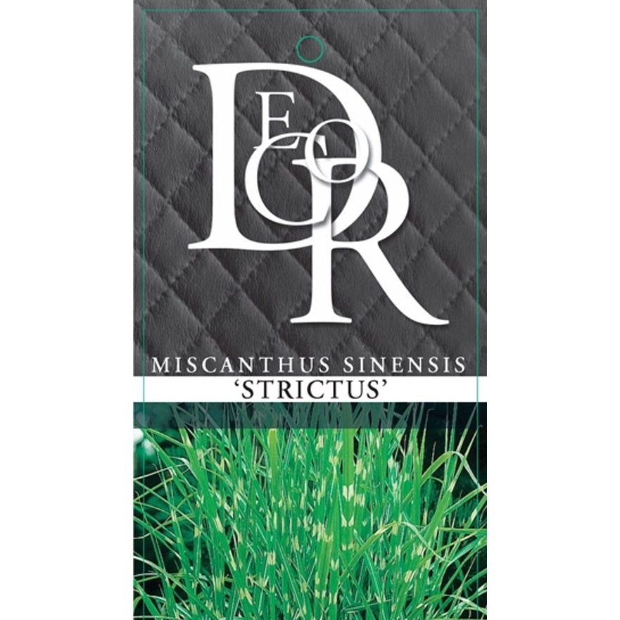 Glansmiskantus – Miscanthus sinensis 'Strictus' - C2