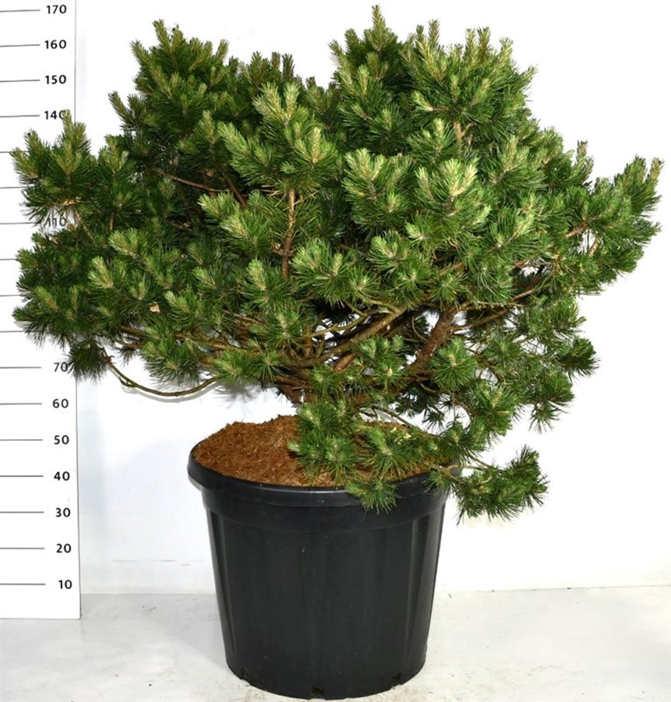 Bergtall – Pinus mugo &