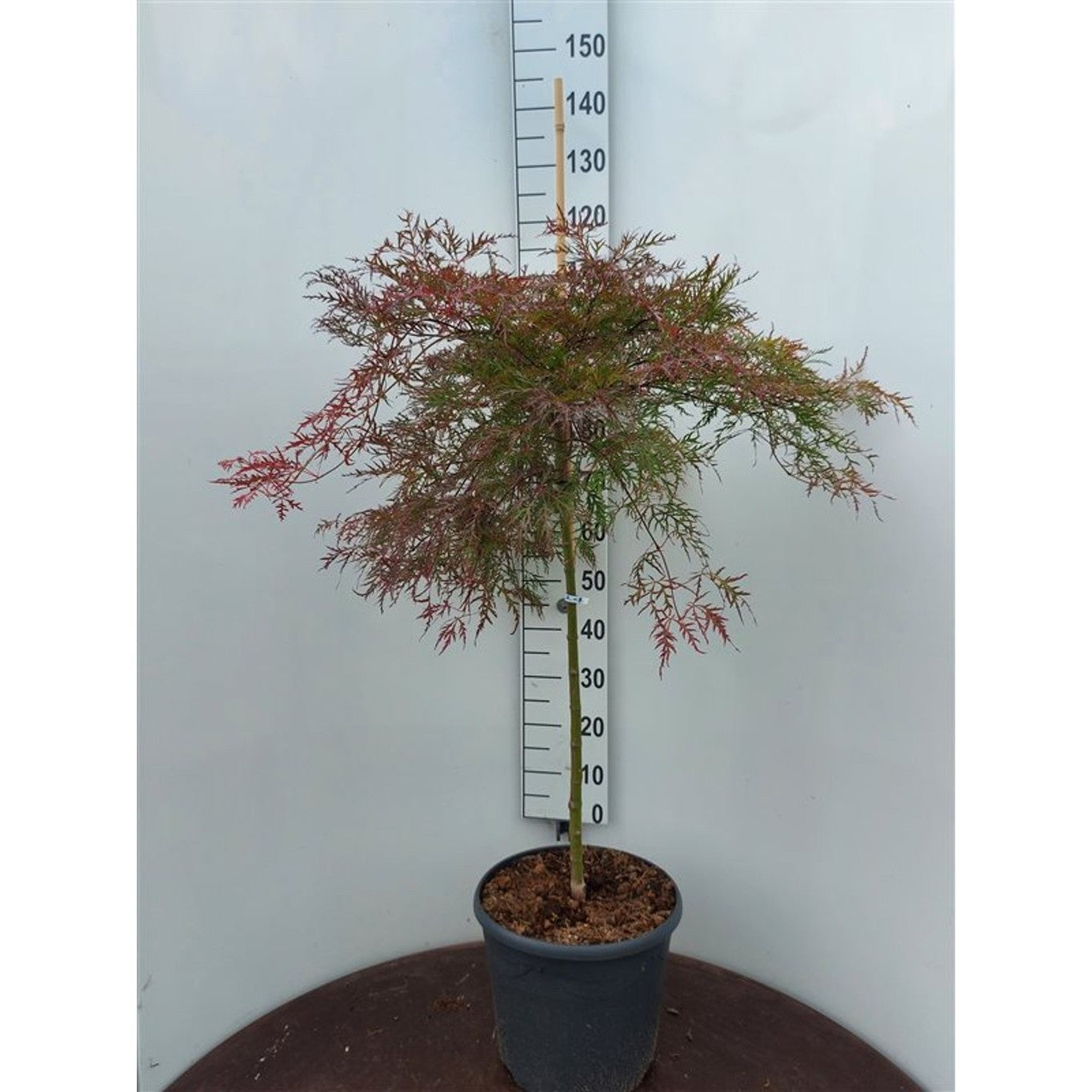 Japansk lönn – Acer pal. 'Baldsmith' - 90 CM Stem C20