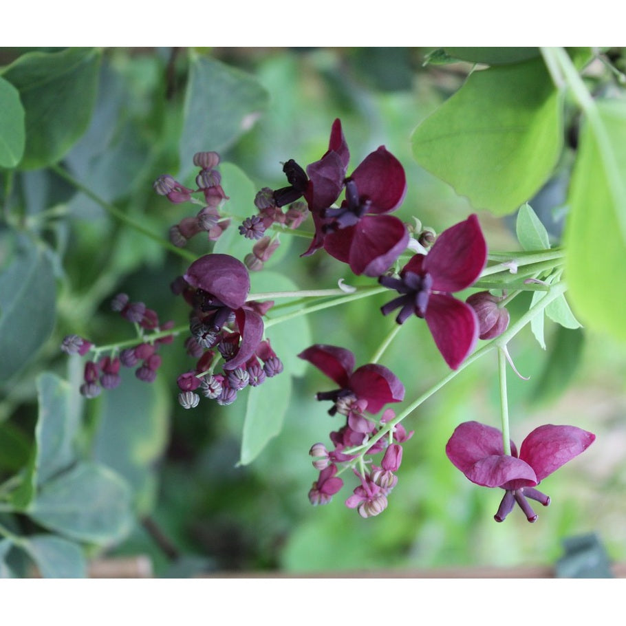 Fembladig akebia – Akebia quinata - C2 50-60 CM 3 Stick