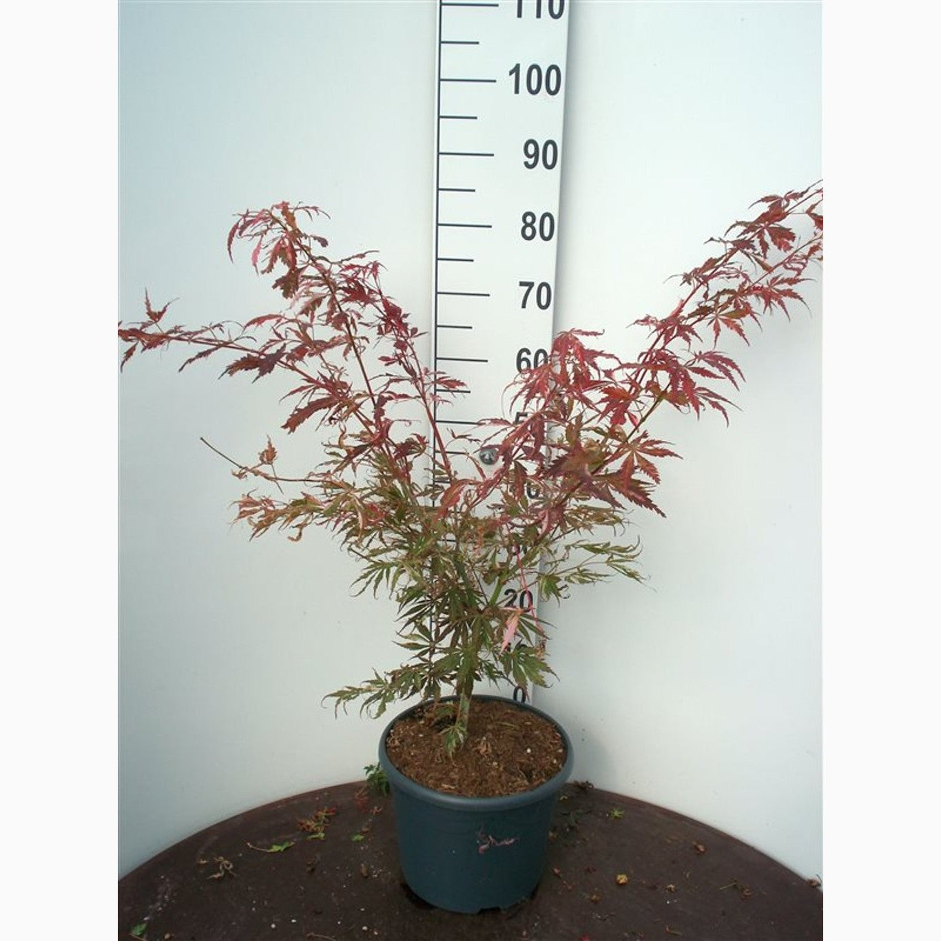 Japansk lönn – Acer pal. 'Extravaganza' - C10 60-80 CM