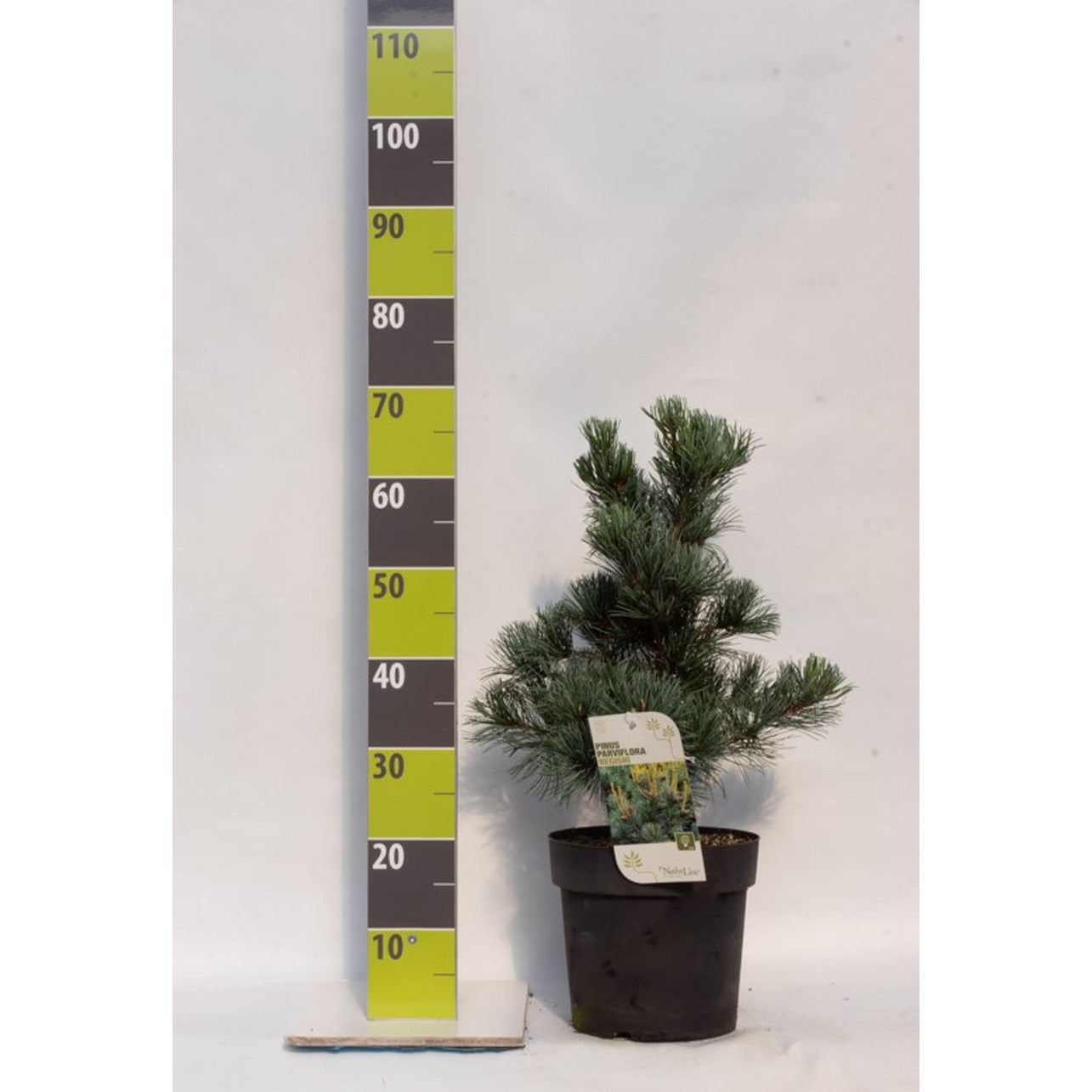 Japansk vitbarrtall – Pinus parviflora 'Negishi' - C7 40-50 CM