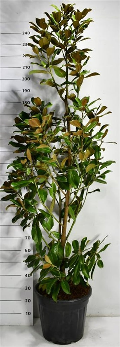 Städsegrön magnolia – Magnolia grandiflora &