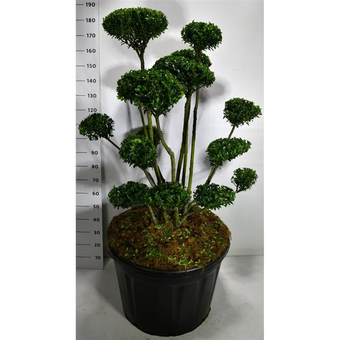 Ilex mutchagara - C180 100-125 cm. Bonsai