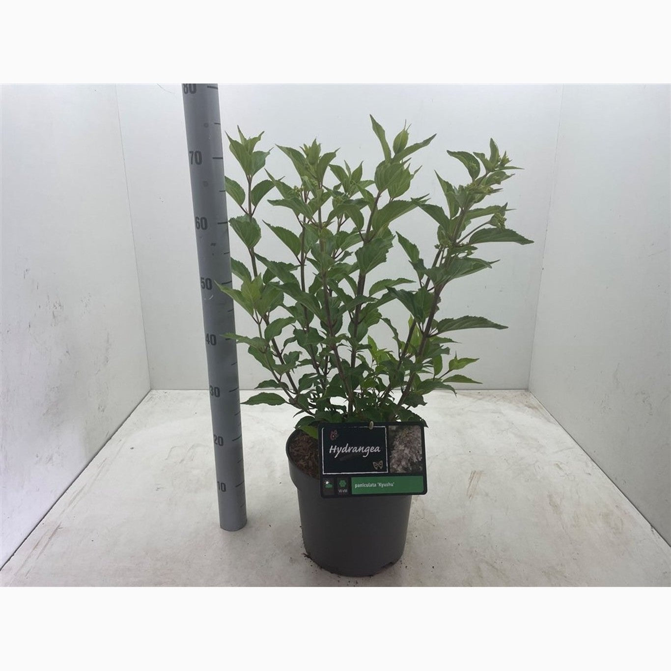 Syrenhortensia – Hydrangea paniculata 'Kyushu' - C7,5