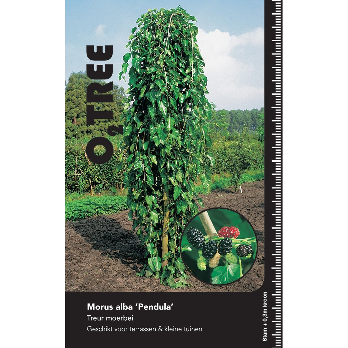 Hängmullbär – Morus alba 'Pendula' - C20 10/12  220 CM Stem