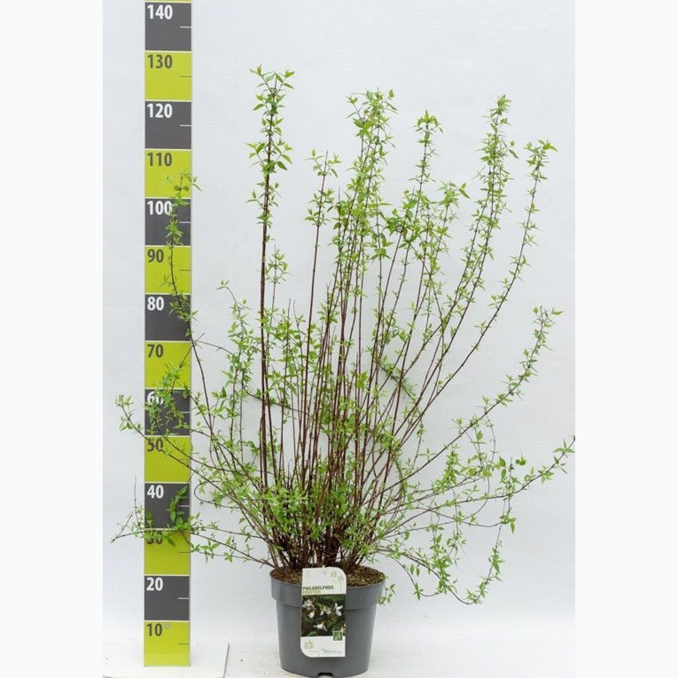 Schersmin – Philadelphus &