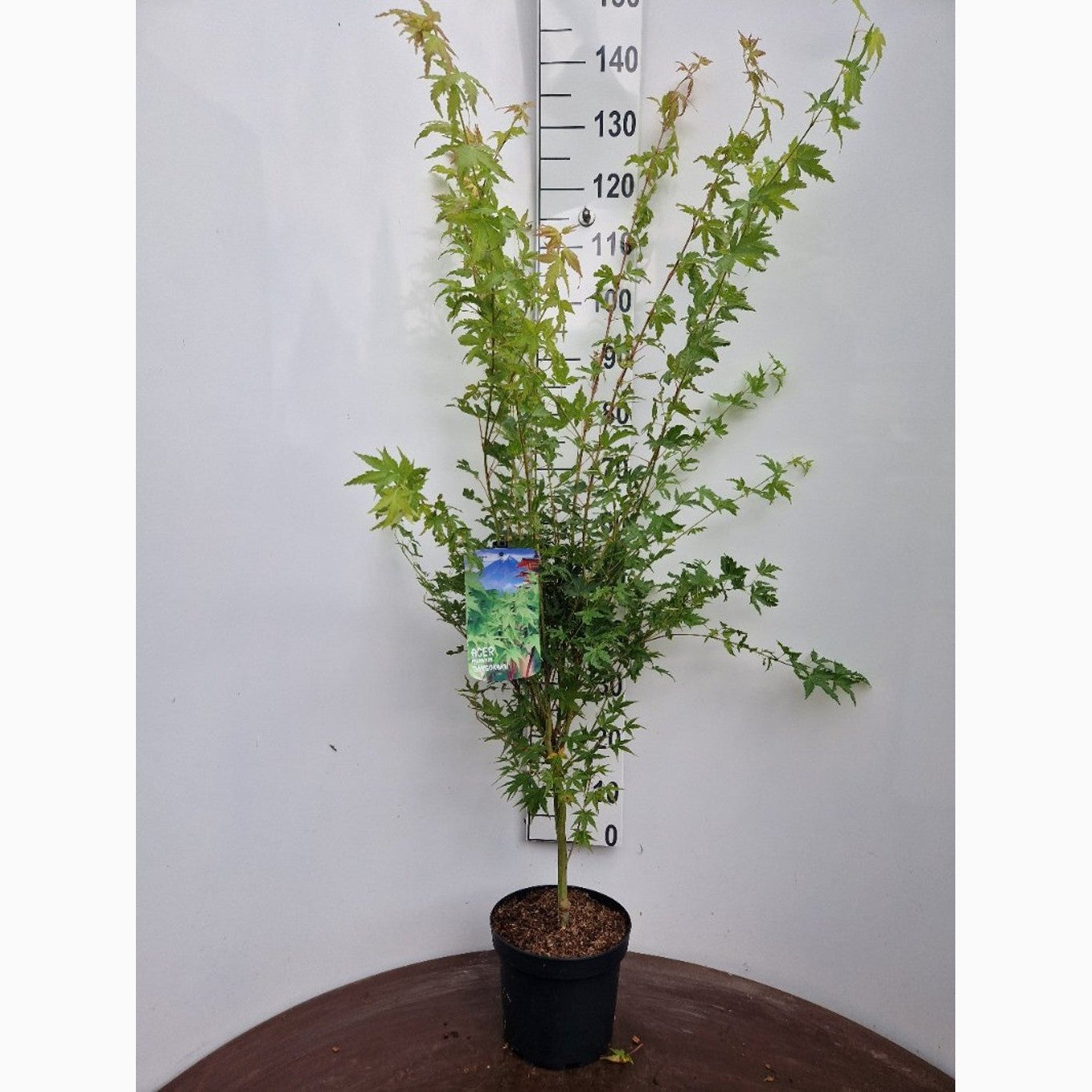 Japansk lönn – Acer pal. 'Sangokaku' - C5 60-80 CM