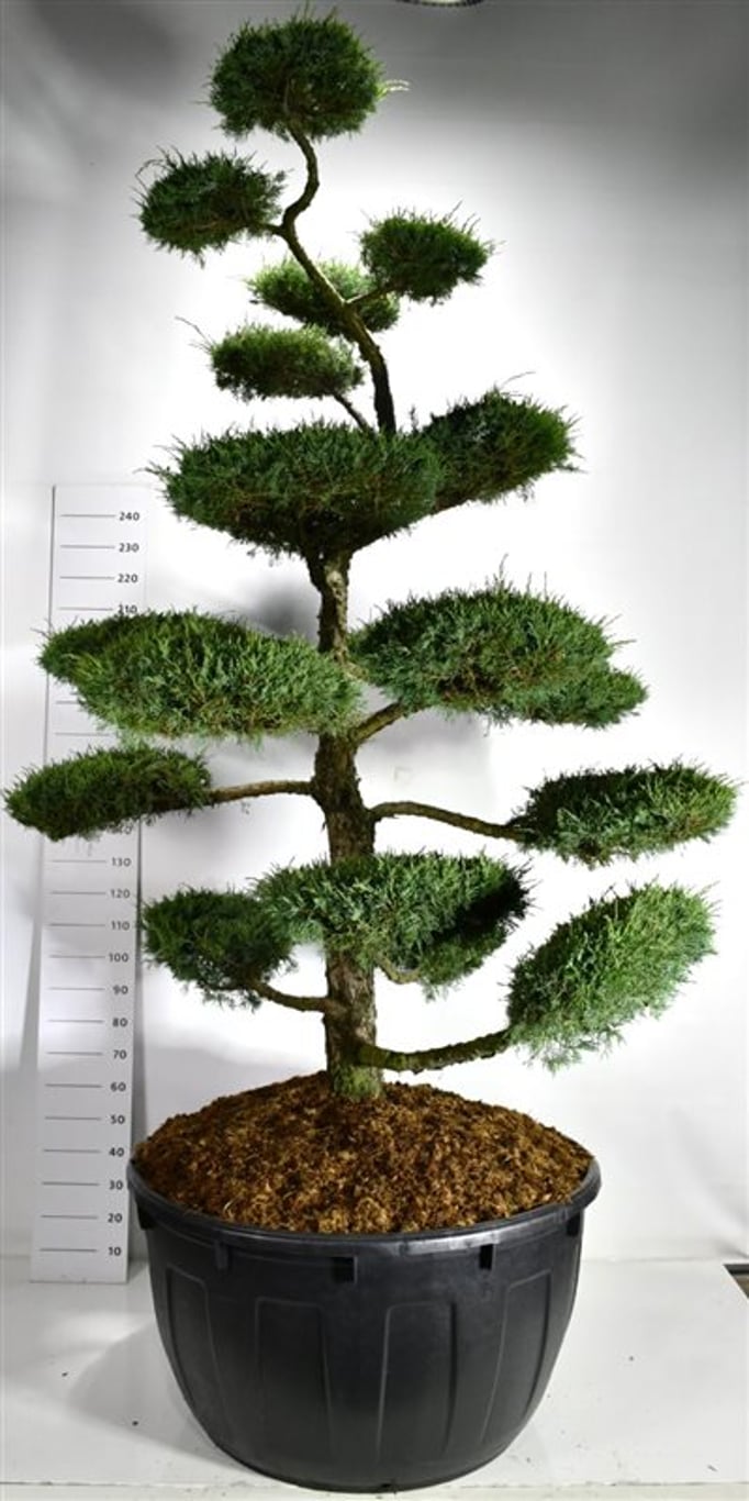 Hybrid-en – Juniperus media &