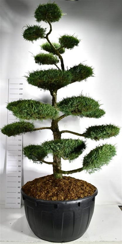 Hybrid-en – Juniperus media &