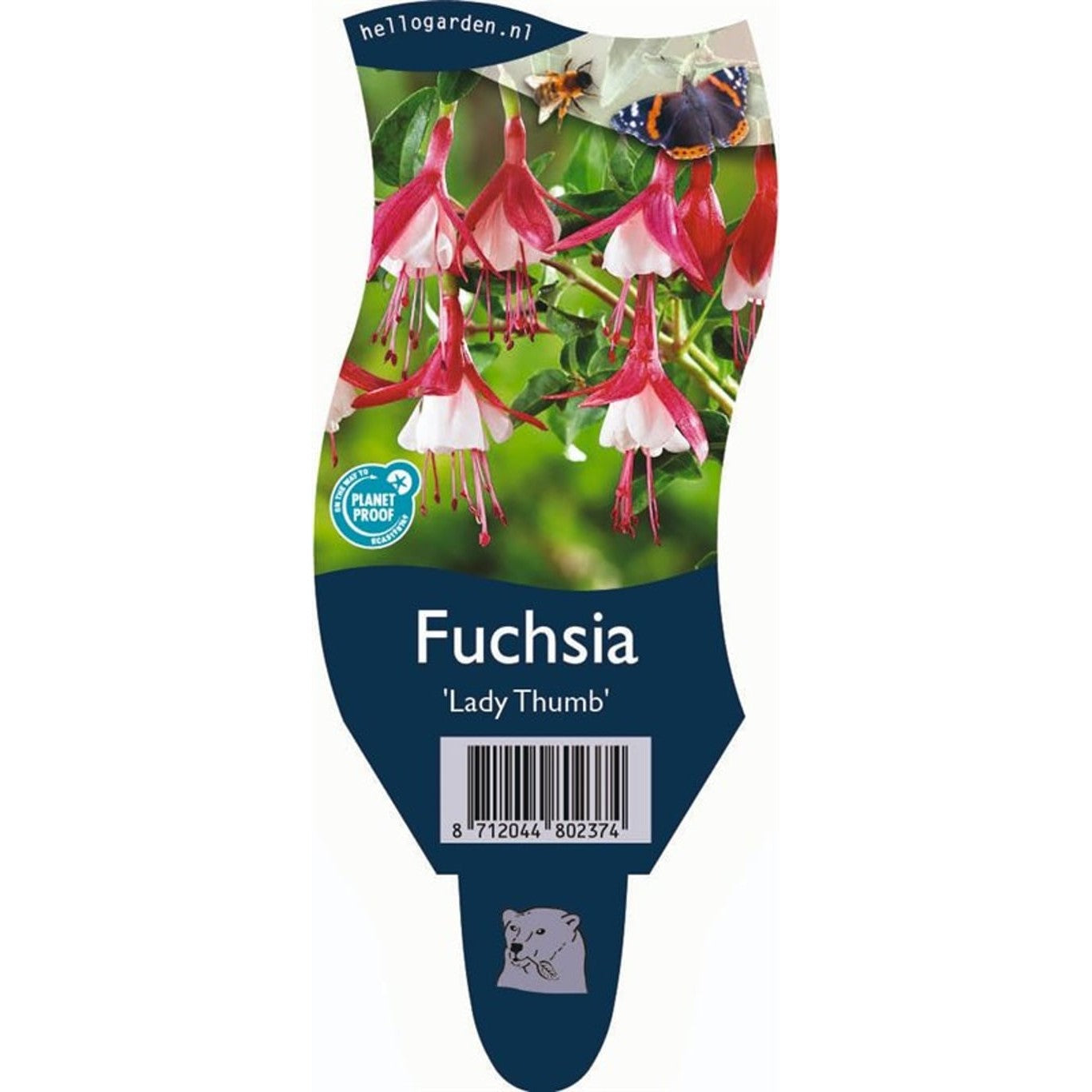 Fuchsia – Fuchsia 'Lady Thumb' - P11