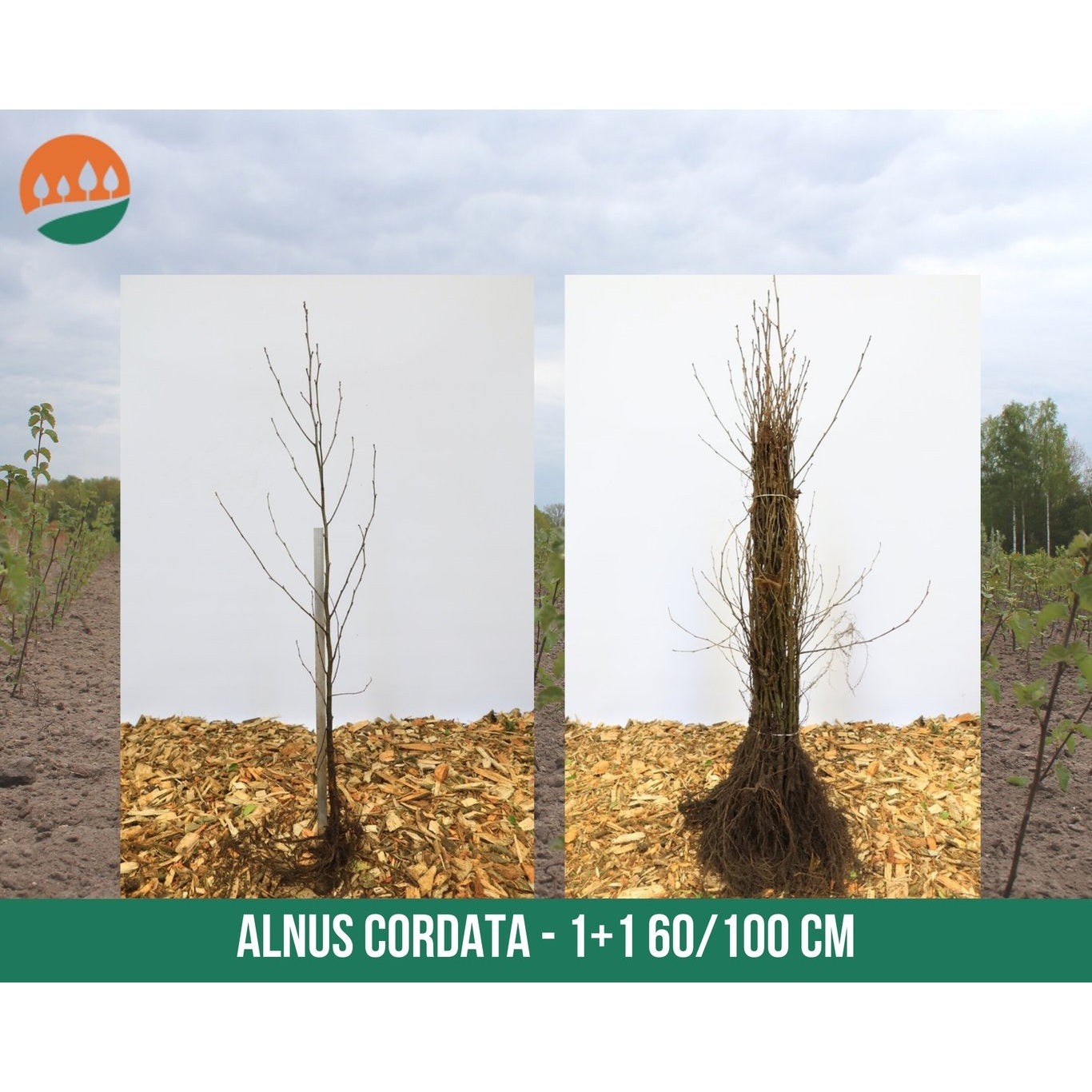 Italiensk al – Alnus cordata - 60-100 CM bare root 1/1