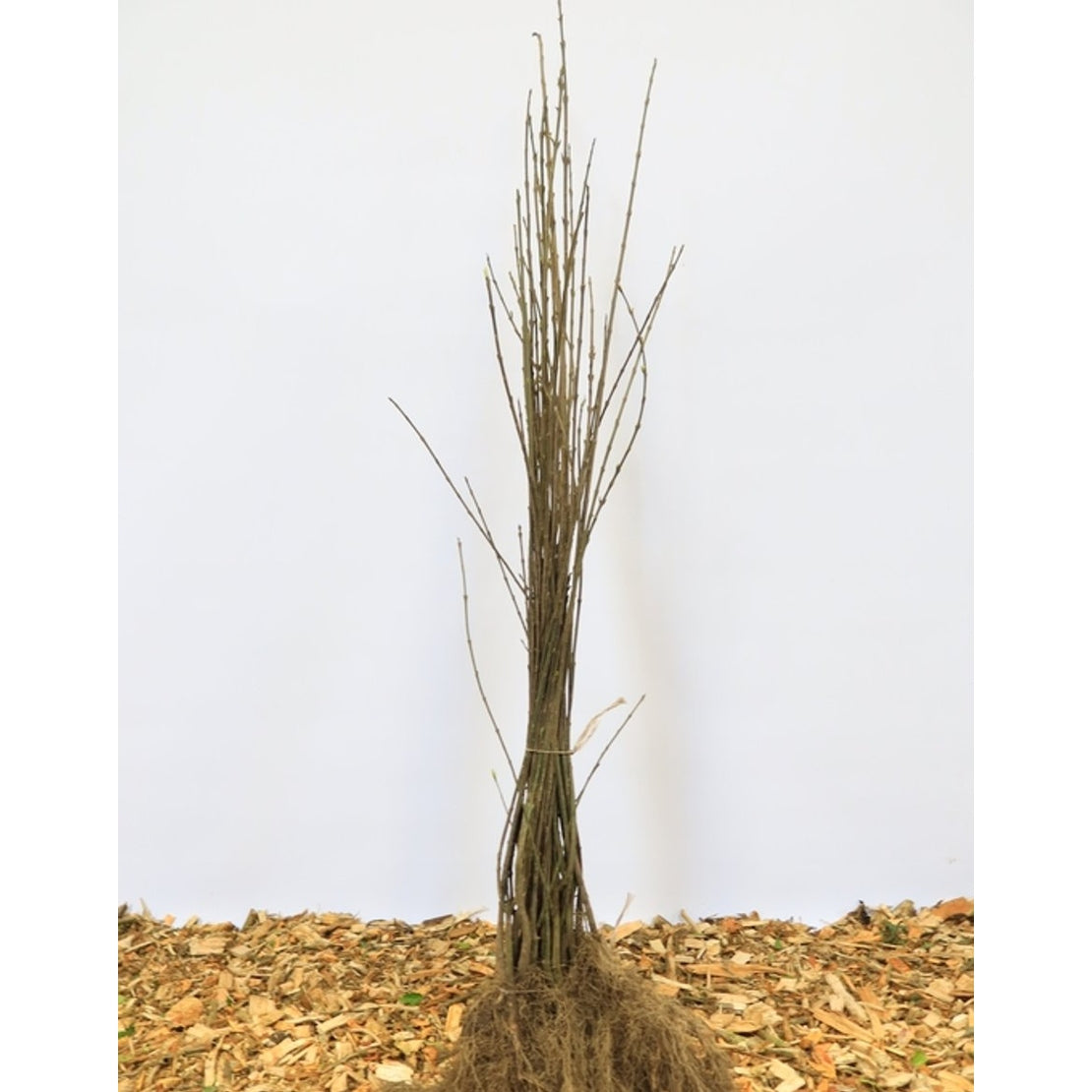 Benved – Euonymus europaeus - 60-100 CM bare root 1/1