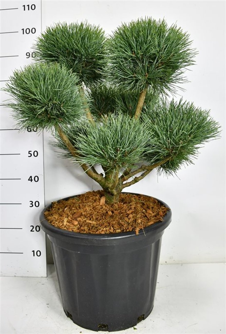 Tall – Pinus sylvestris &