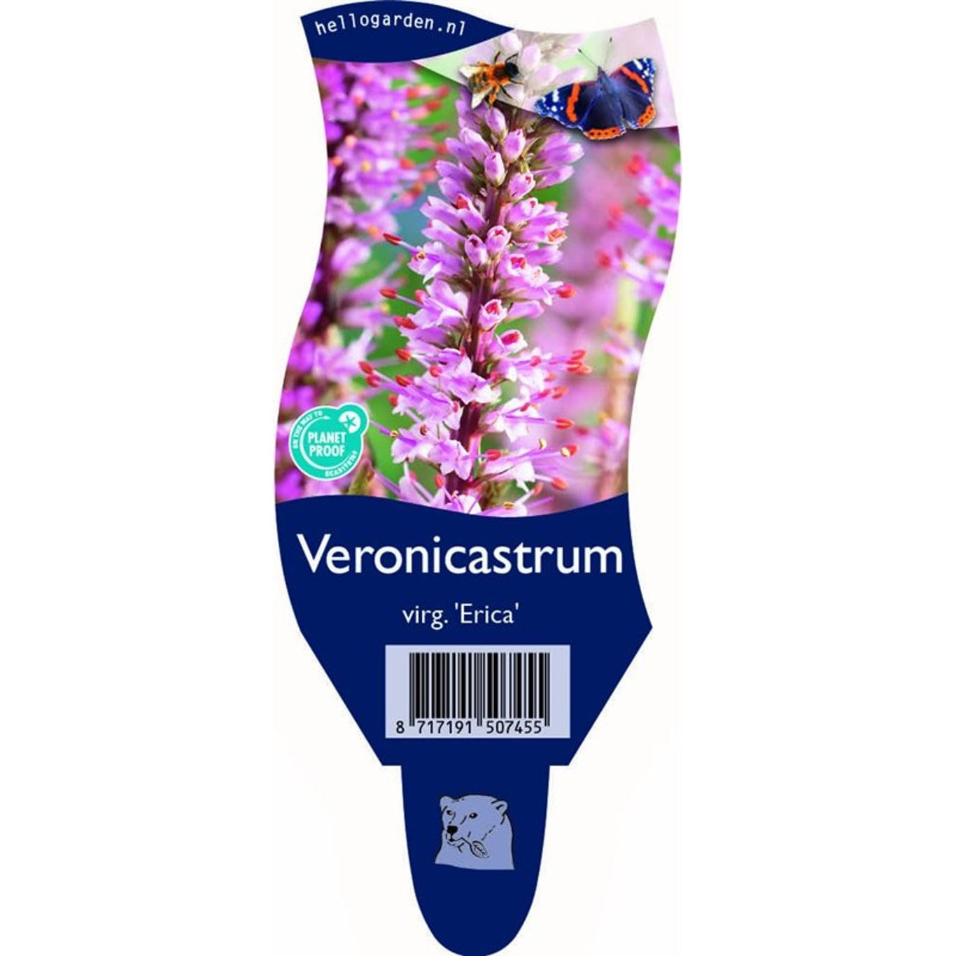 Sibirisk veronikasläktet – Veronicastrum virginicum 'Erika' - P11