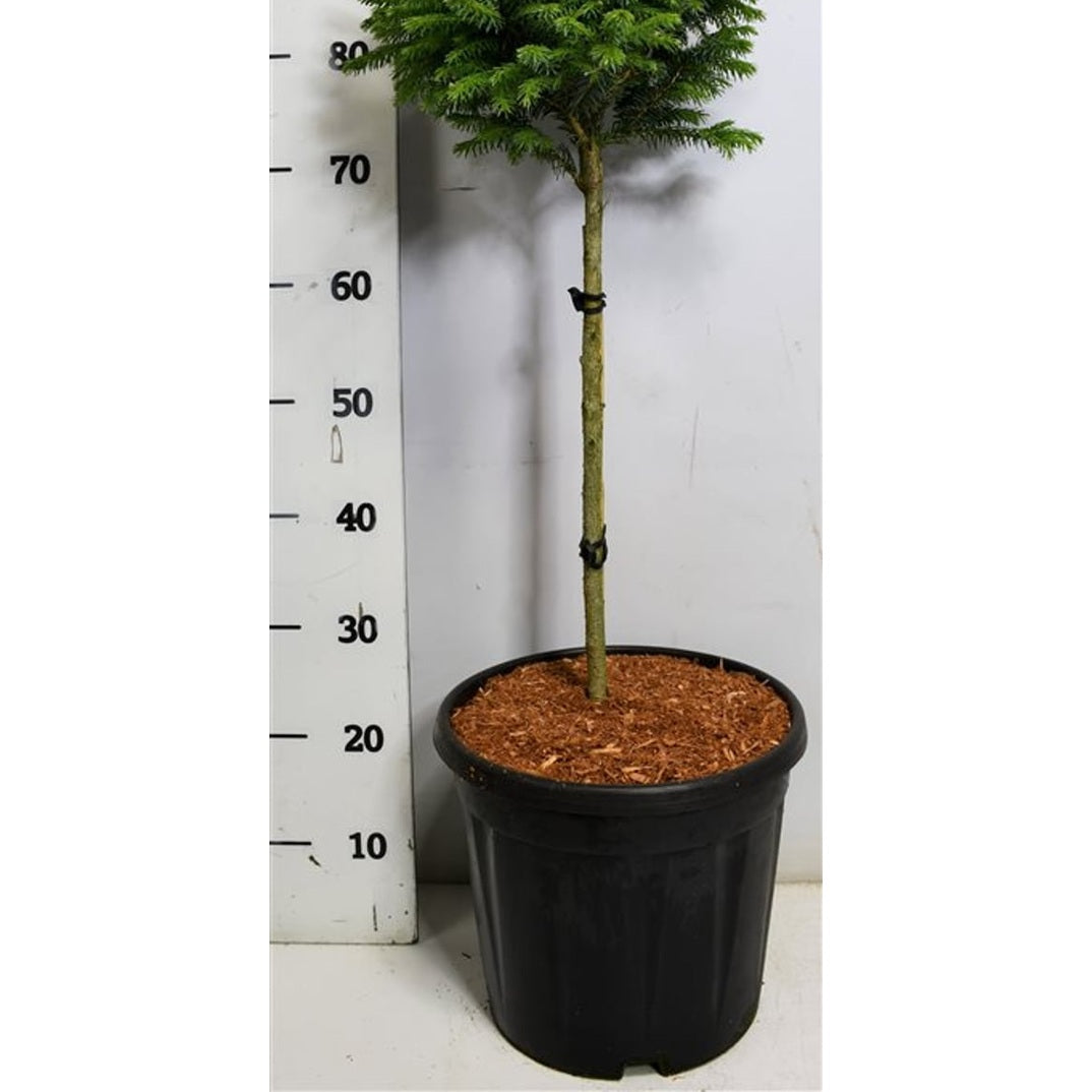 Serbgran – Picea omorika 'Nana' - C13 40 cm. Stam