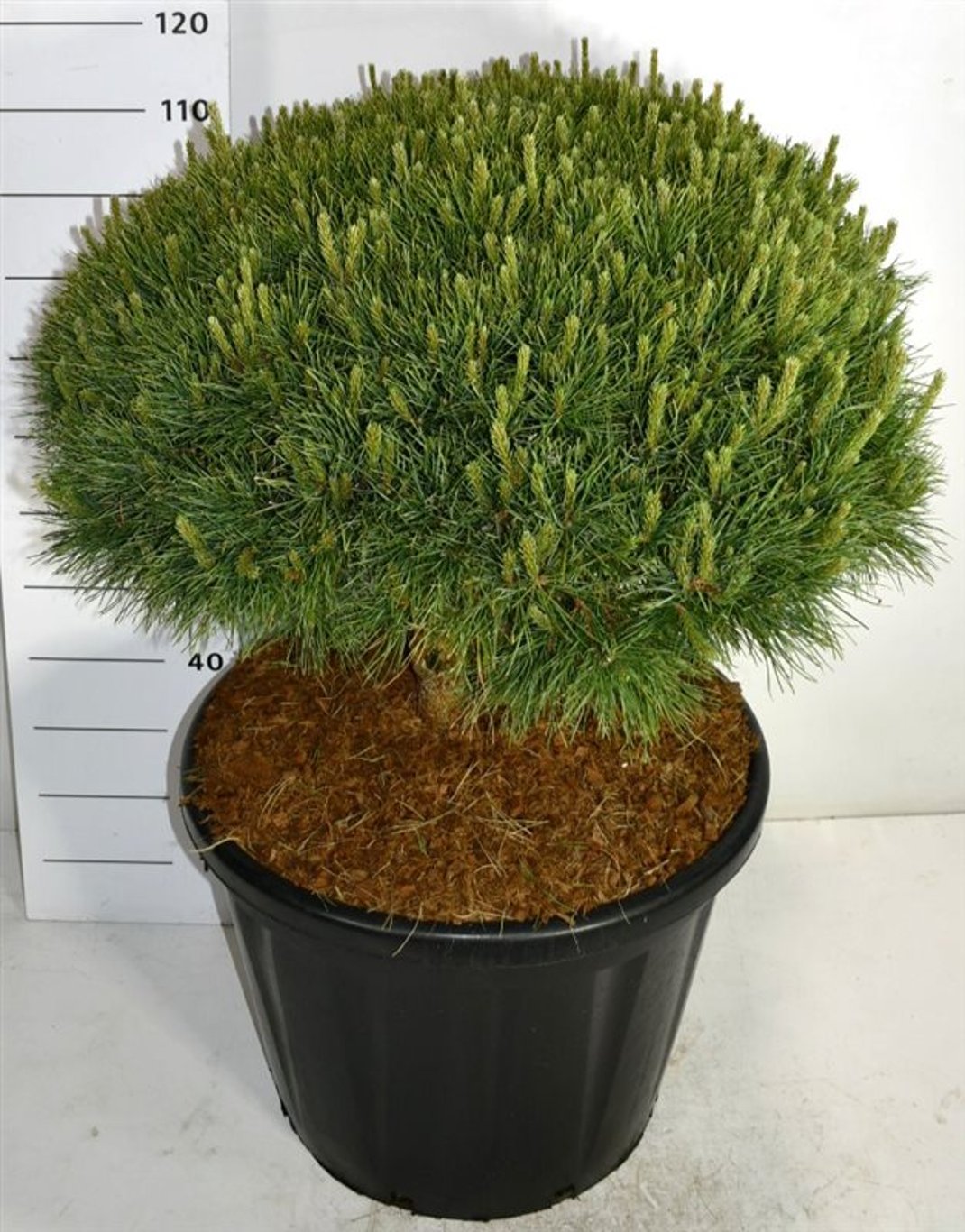 Tall – Pinus sylvestris &