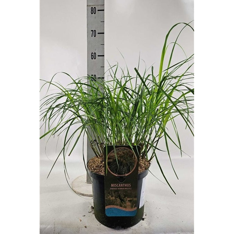 Glansmiskantus – Miscanthus sinensis 'Herman Mussel' - C5