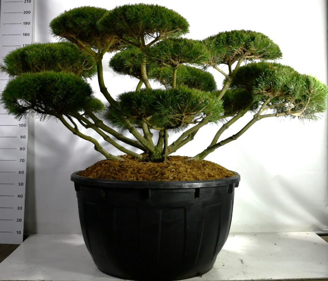 Bergtall – Pinus mugo mugo - C500 175-200 cm. Bonsai