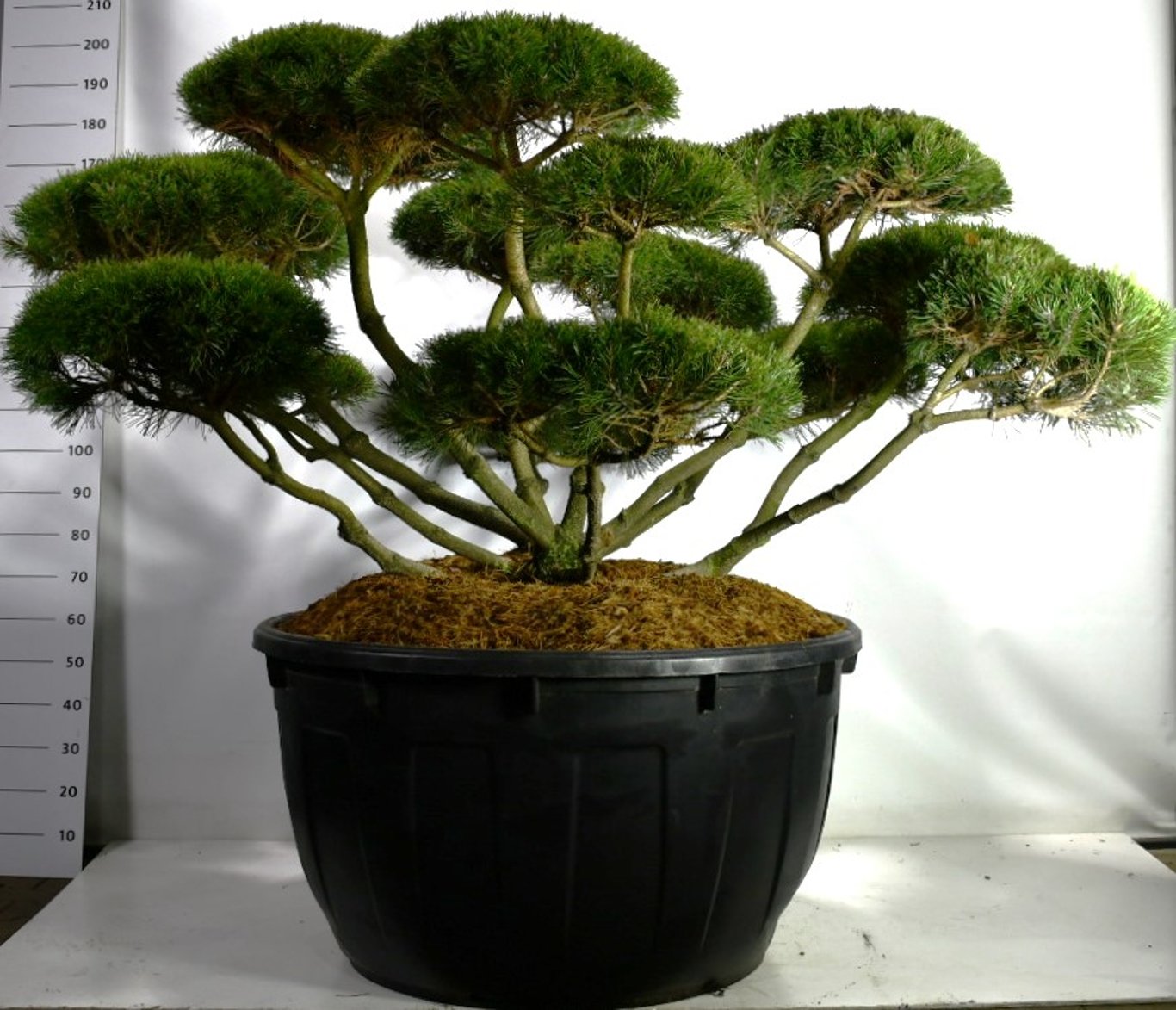 Bergtall – Pinus mugo mugo - C500 175-200 cm. Bonsai