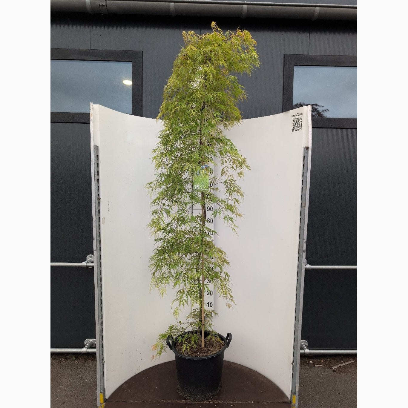 Japansk lönn – Acer pal. 'Dissectum Flavescens' - C35 175-200 CM