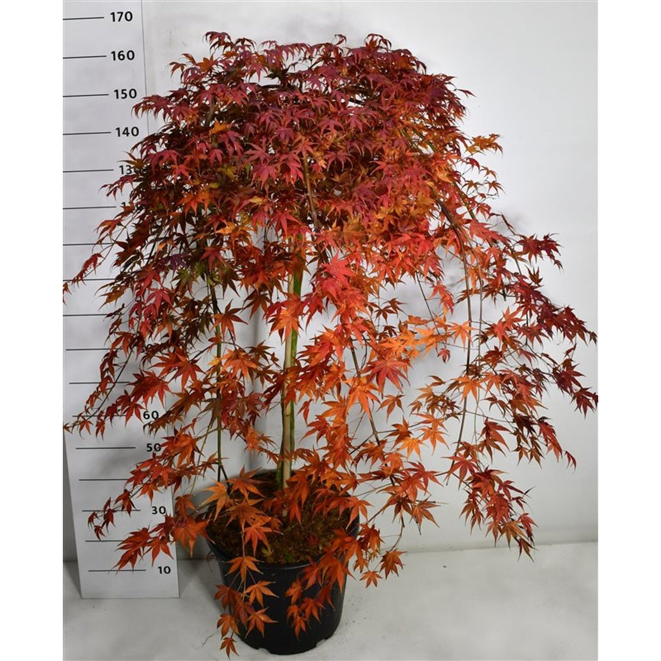 Japansk lönn – Acer palmatum 'Cascade Ruby' - C35 90 cm. Stam