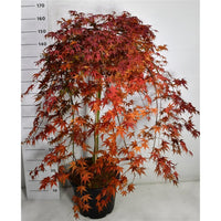 Japansk lönn – Acer palmatum 'Cascade Ruby' - C35 90 cm. Stam
