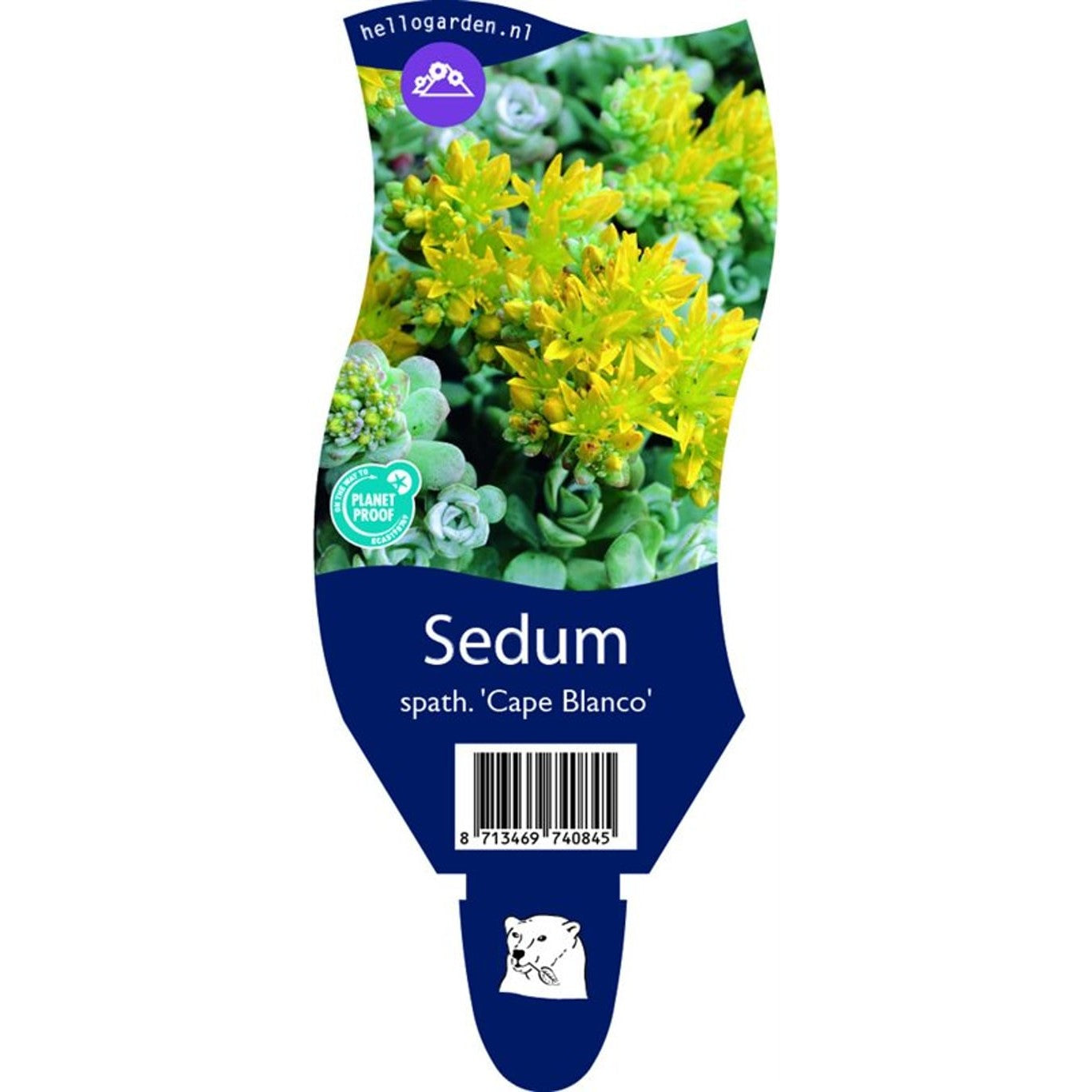 Bamburör – Semiarundinaria fastuosa viridis - P11