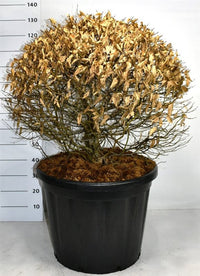 Avenbok – Carpinus betulus - C110 80-90 cm. Bol
