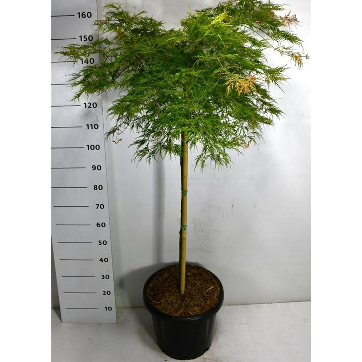 Japansk lönn – Acer palmatum 'Inaba-shidare' - C25 100 cm. Stam