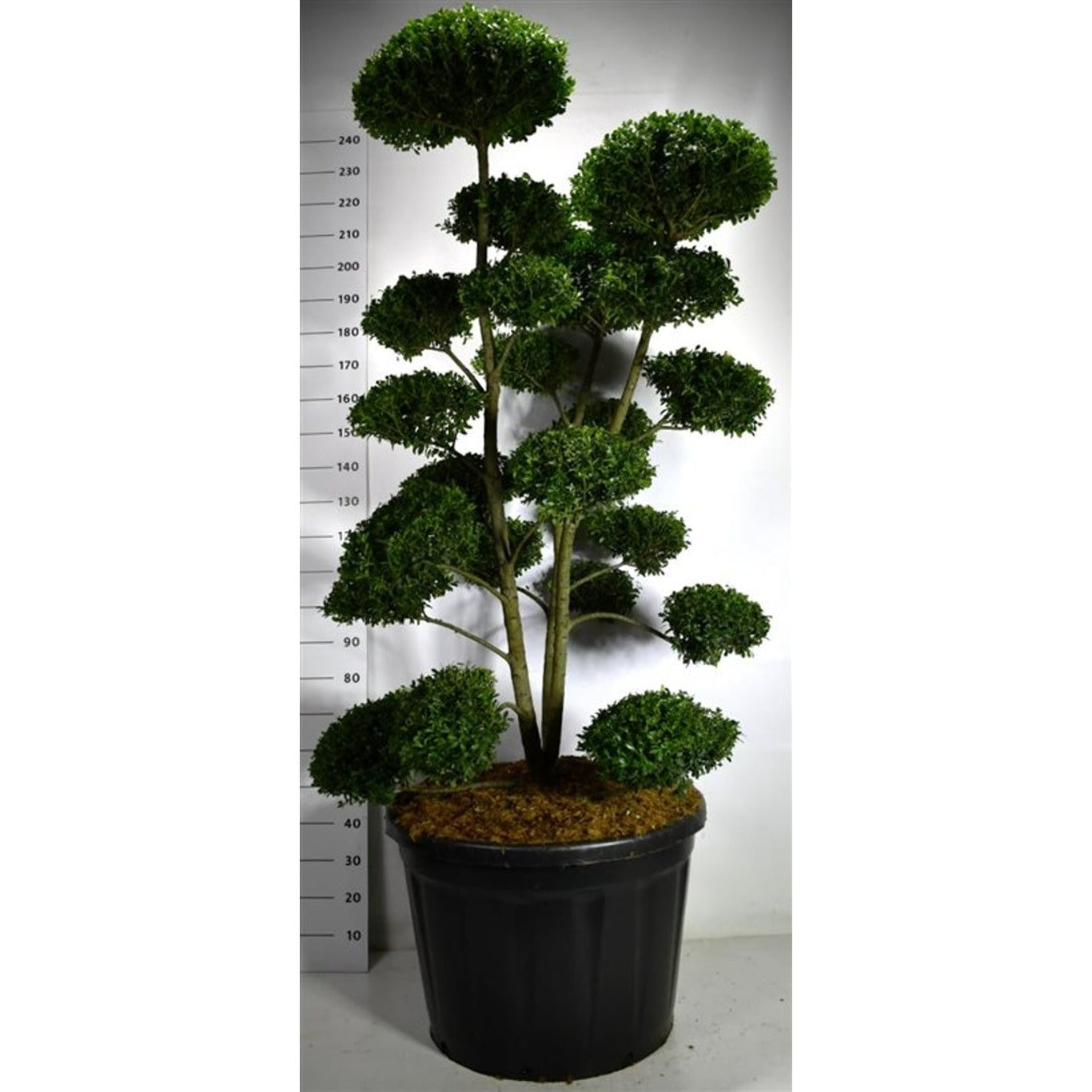 Järnek – Ilex 'Impala'® - 160-180 CM Bonsai Cont.