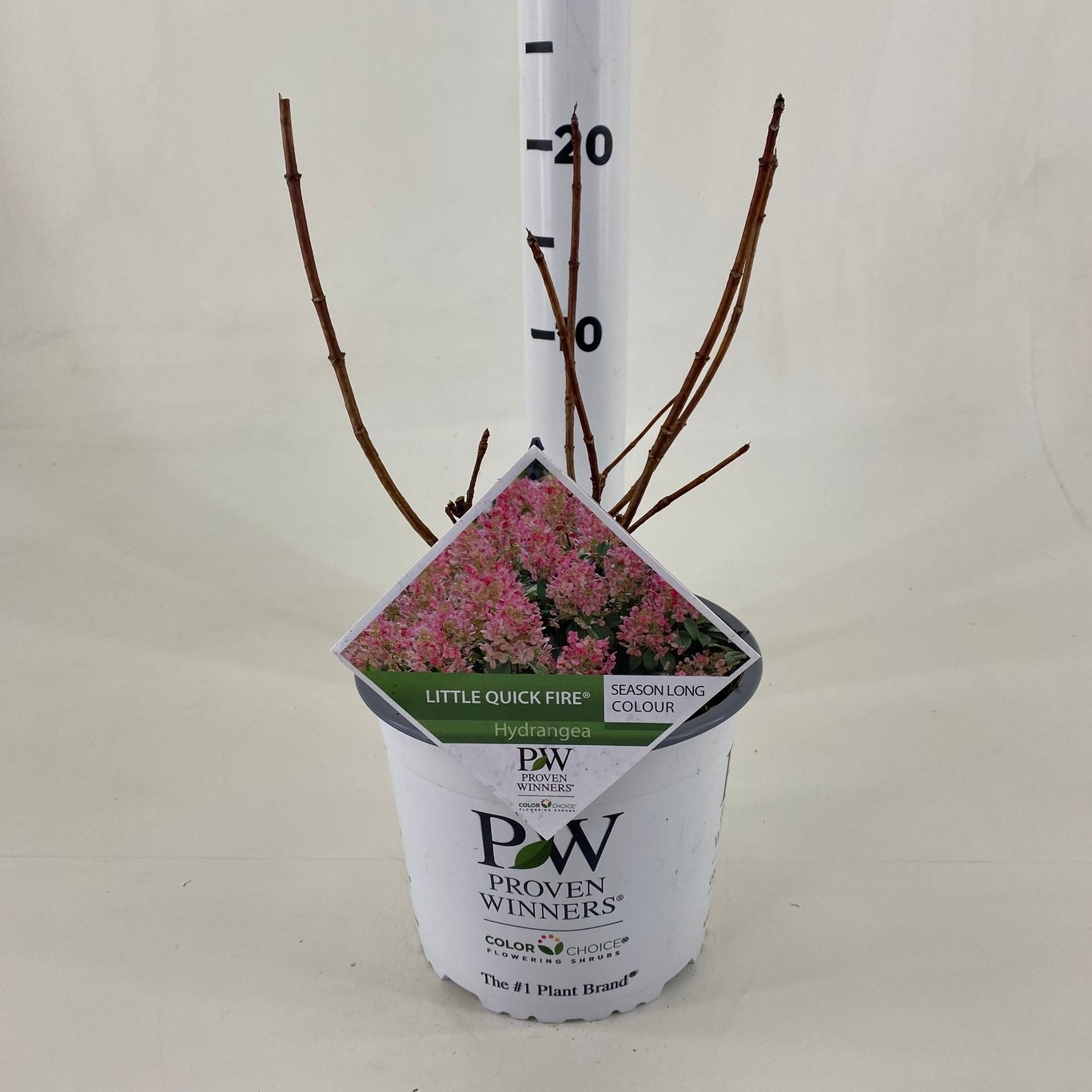 Syrenhortensia – Hydrangea paniculata 'Little Quick Fire' - C3 20-30 CM