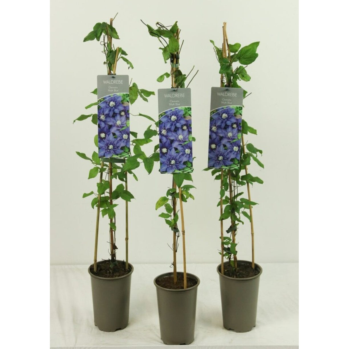 Klematis – Clematis 'Multi Blue' - C2 60-80 CM Stick