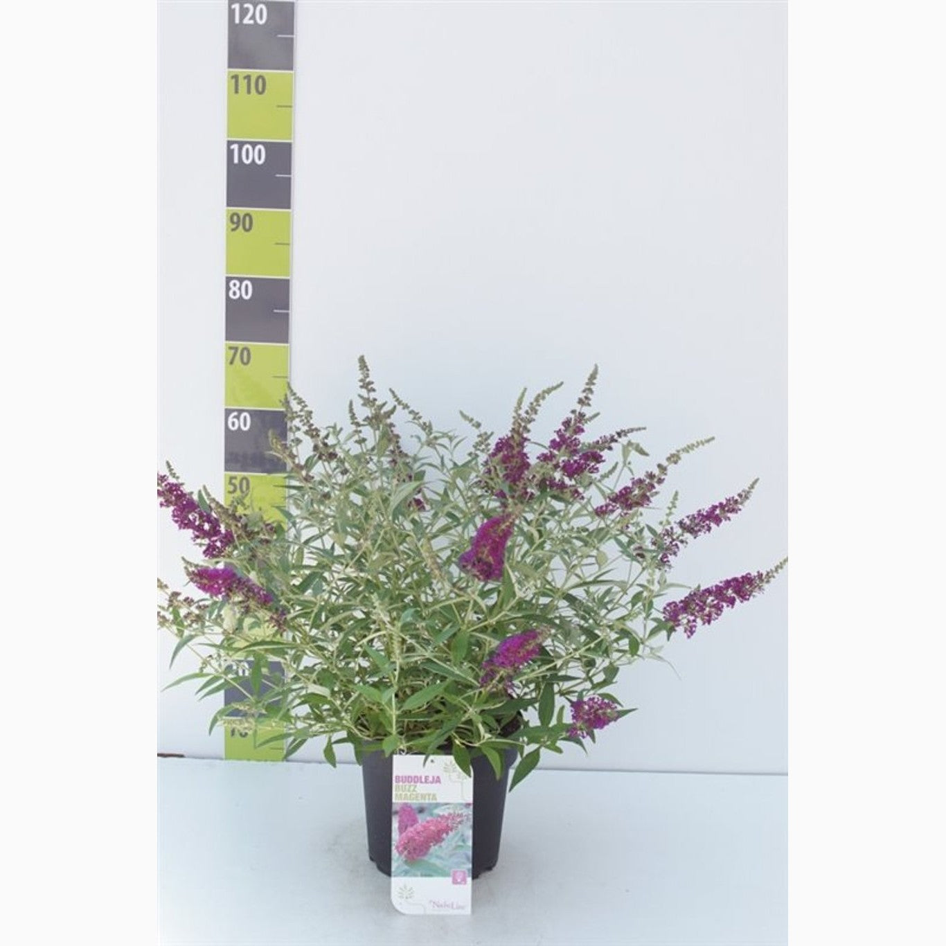 Sommarlilja – Buddleja d. 'Buzz Magenta' - C7,5