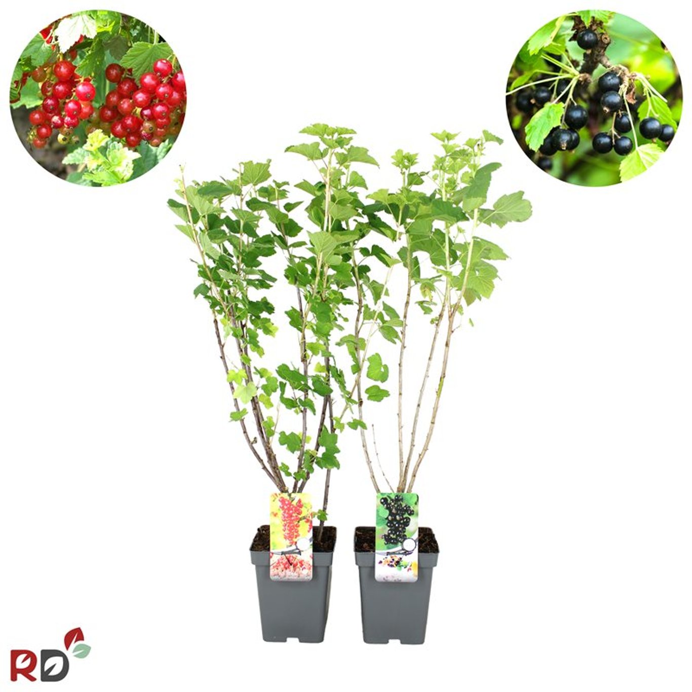 Röda vinbär – Ribes rubrum 'Jonkheer van Tets' - C5 60-80 CM - 3-5 Br.