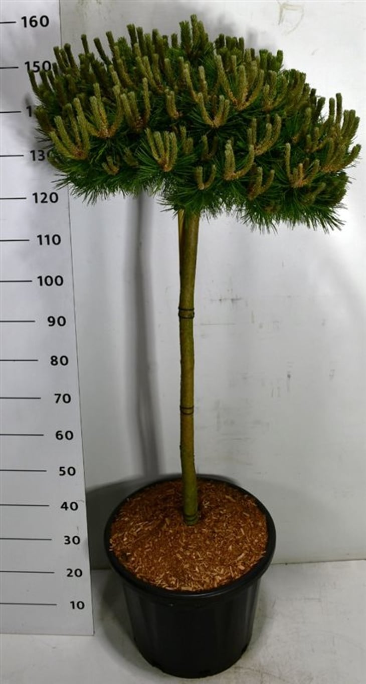 Svarttall – Pinus densiflora &