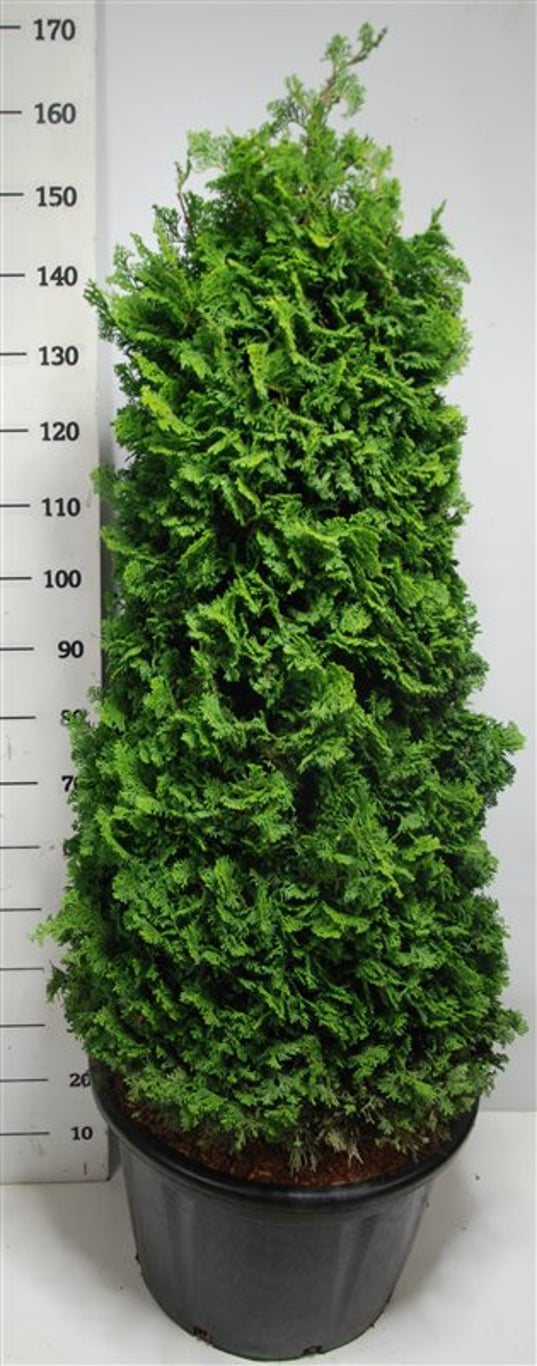 Ädelcypress – Chamaecyparis obtusa 'Nana Gracilis' - C65 120-140 cm. Gesnoeid