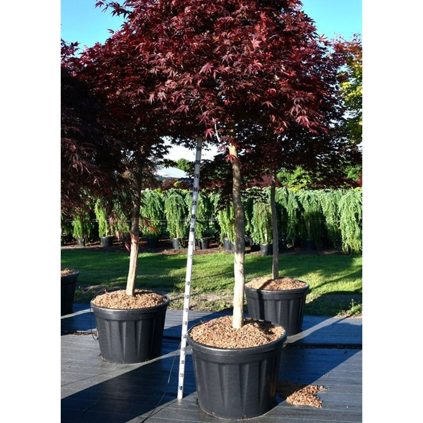 Japansk lönn – Acer palmatum 'Fireglow' - C180 150 cm. Stam